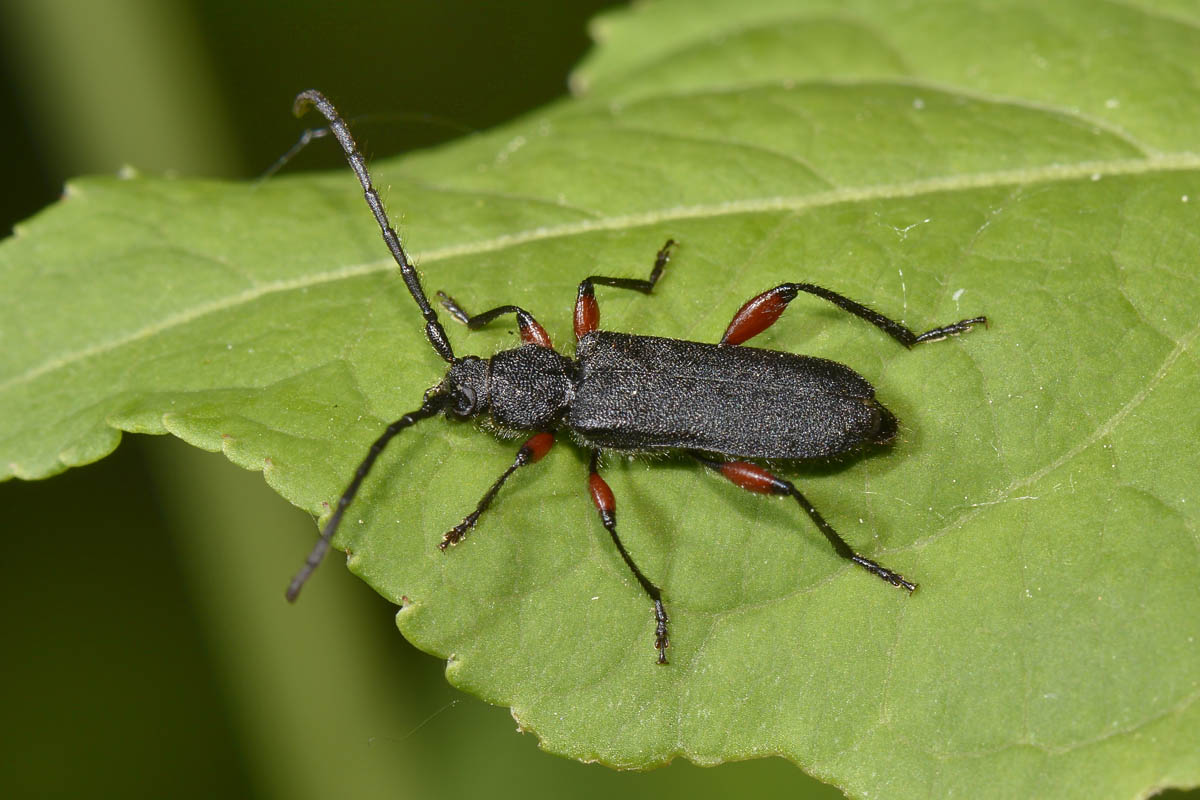 Ropalopus femoratus, Cerambycidae